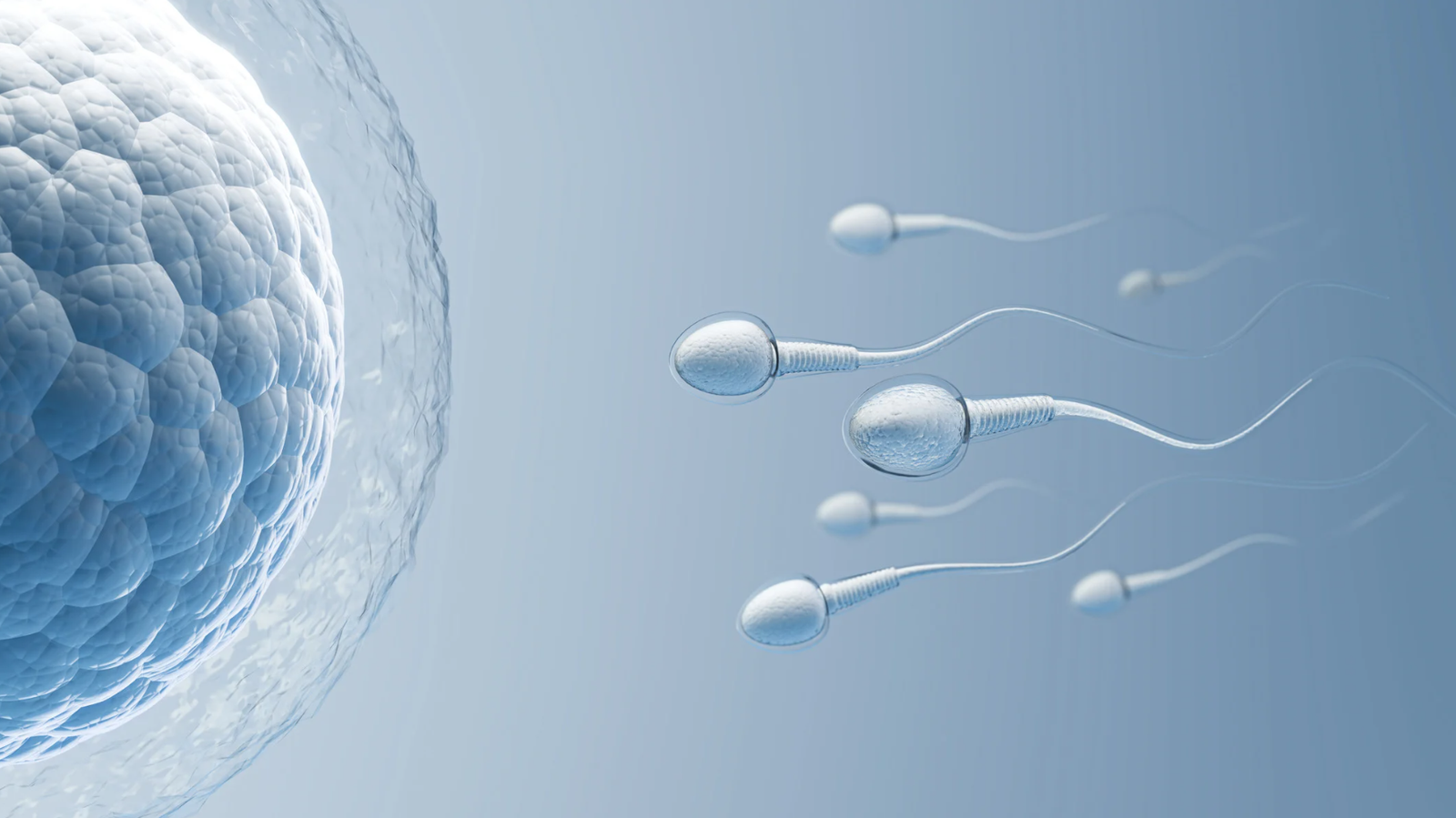 TRT and fertility guide